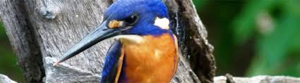 Kilbury  Bird Sanctuary- Nainital