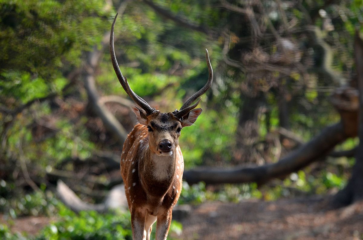  Deer Park-Sarnath
